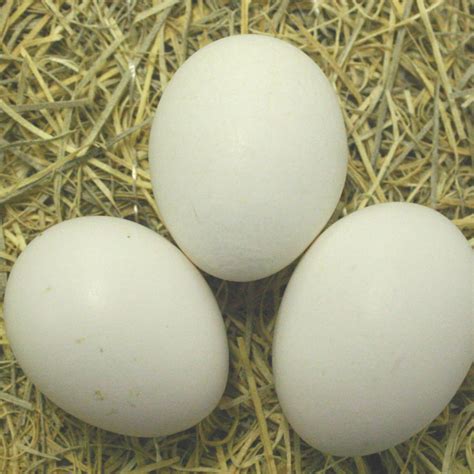 Leghorn Chickens Eggs