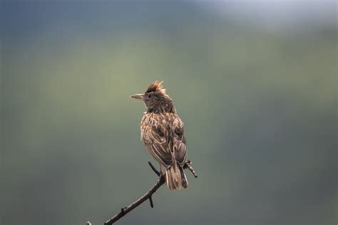 Blue Bird · Free Stock Photo