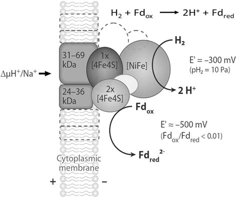 Frontiers Electron Bifurcation And Confurcation In Methanogenesis And