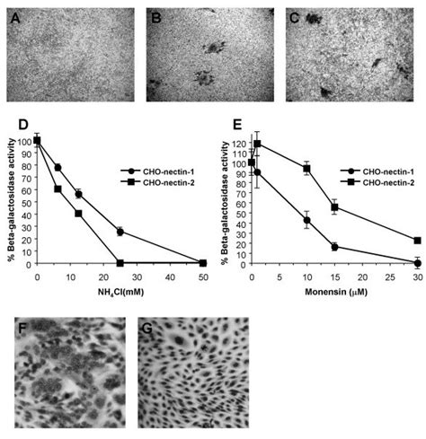 Entry And Ffwo Activities Of Hsv Strain Hfemsyn As In The Legend To