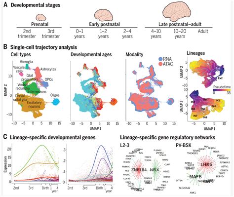 时空日报 Science最新时空单细胞相关脑发育研究 知乎