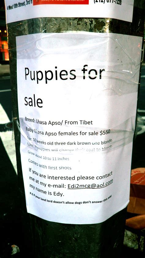 Puppies For Sale Sign Ps If Your Landlord Doesn T Allow D Flickr