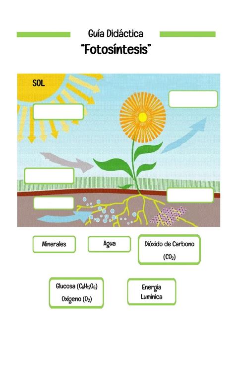 Ficha interactiva gratuita de Fotosíntesis Fotosintesis Ciencias de