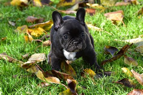 Chiots Bouledogues Français Lof Uncompagnonfr