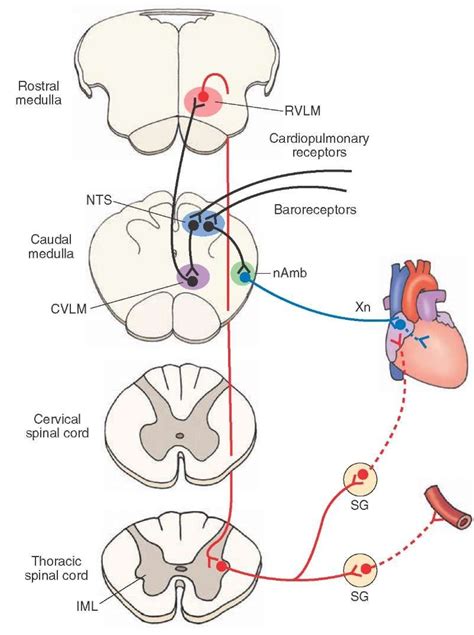 AWESOME WEBSITE FOR AUTONOMICS Cardiovascular neuronal pools involved ...