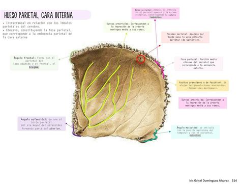 Anatomía hueso parietal cara interna Iris Domínguez uDocz