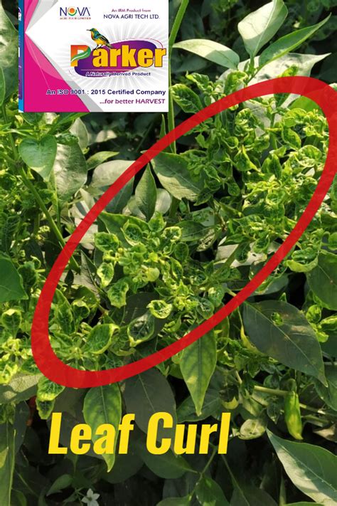 How To Control Viral Diseases In Chilli Crop Foliar Spray Chilli