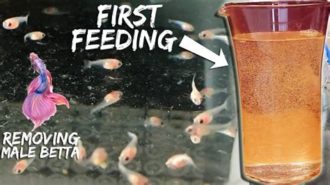 Bettafish Breeding Part Betta First Feeding Of Bbs Removing Male