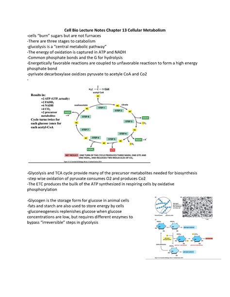 Cell Bio Lecture Notes Chapter Cellular Metabolism Cell Bio