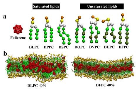 A The Martini Coarse Grained Cg Models Of Fullerene And Various