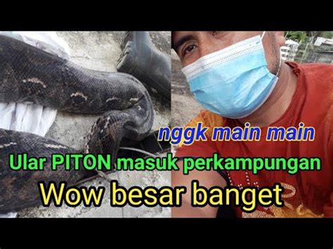 Viral Detik Detik Penangkapan Ular Piton Besar Sepanjang Meter Di