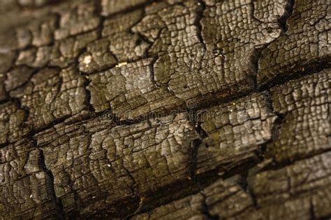 Macro Shot Of A Degenerated Tree With Black Carbon Texture Stock Image