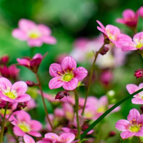 Skalnica Marto Hot Rose Sadowniczy Pl