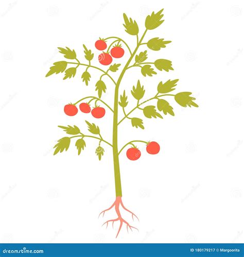 Tomato Plant Isolated On White Background Vector Illustration Stock