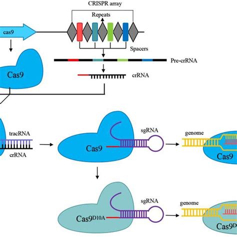 Mechanisms Of Dcas9 Mediated Transcriptional Regulation And Base