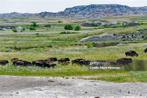 Plains Bison High-Res Stock Photo - Getty Images