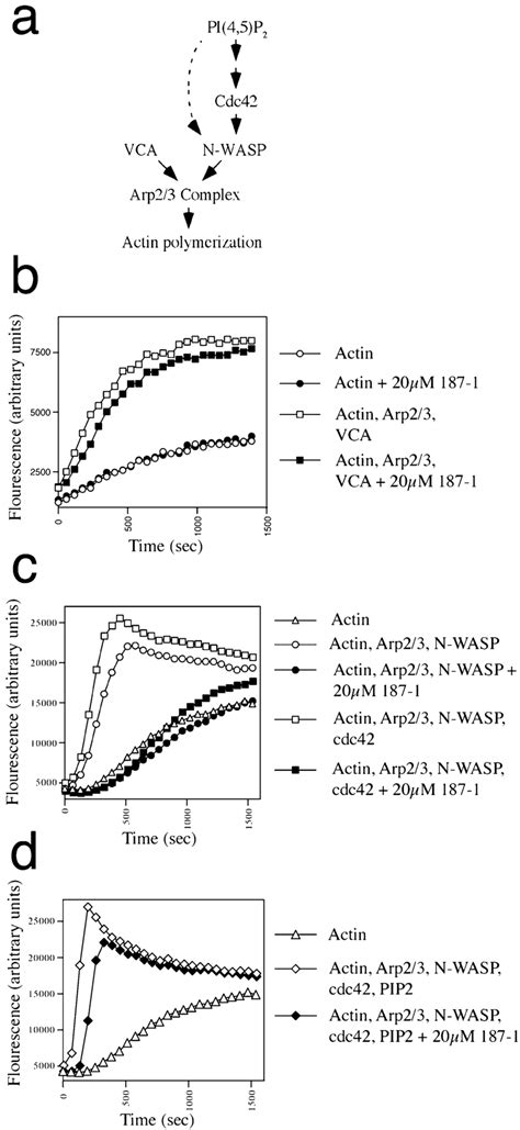 187 1 Inhibits N Wasp Activation Of The Arp23 Complex A Schematic Of Download Scientific