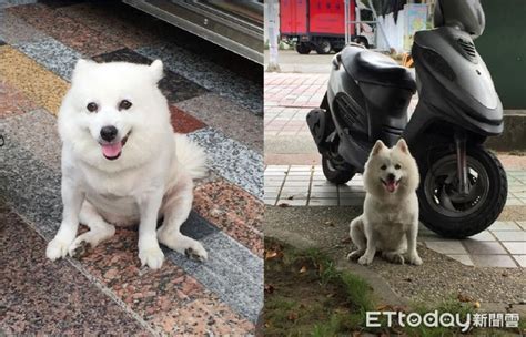 愛犬單獨火化打開骨灰變「貓屍」 飼主氣炸：非常痛心 Ettoday寵物雲 Ettoday新聞雲