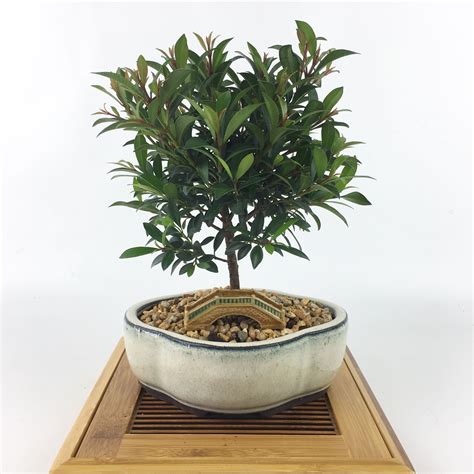 Bonsai Live Tree Global Brush Cherry Eugenia Myrtifolia In Etsy