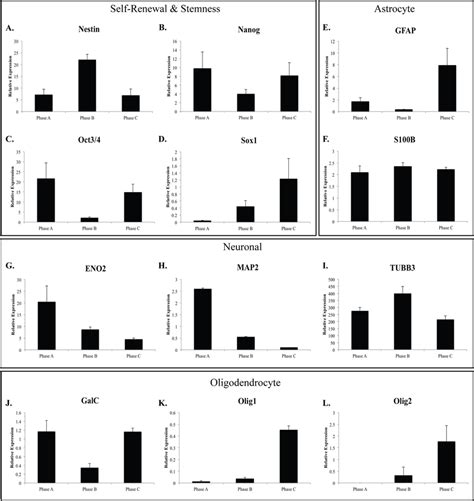 Relative Gene Expression Of Neural Stem Cell And Lineage Specific