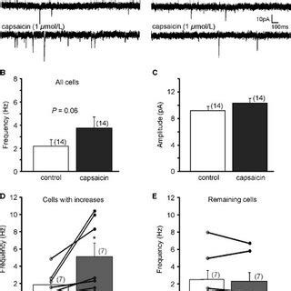 Activation Of Trpv Controls Excitatory Neurotransmission In A Subset