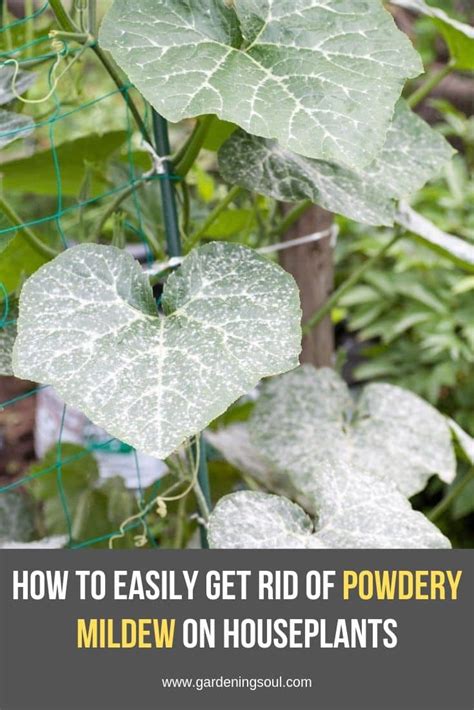 How To Easily Get Rid Of Powdery Mildew On Houseplants Gardening Soul