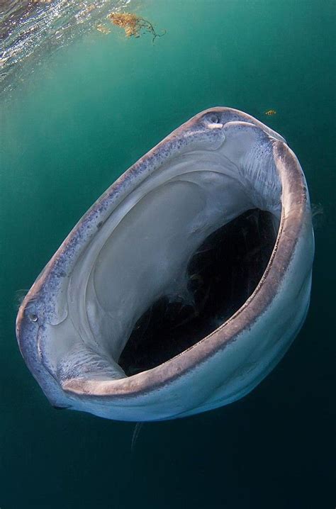 The Ocean Is Scary Af Album On Imgur Ocean Animals Whale Shark Shark