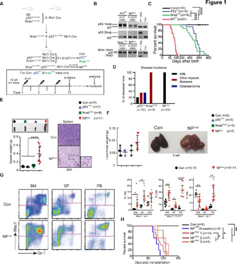 Pdf A Gain Of Function P Mutant Synergizes With Oncogenic Nras To