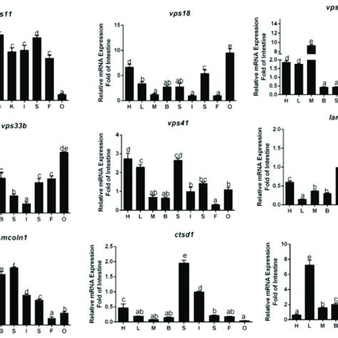 Real Time Quantitative Polymerase Chain Reaction QPCR Analysis For