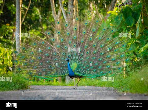 Indian Peacock Feather Dance Indian Peacock Feather Show Indian