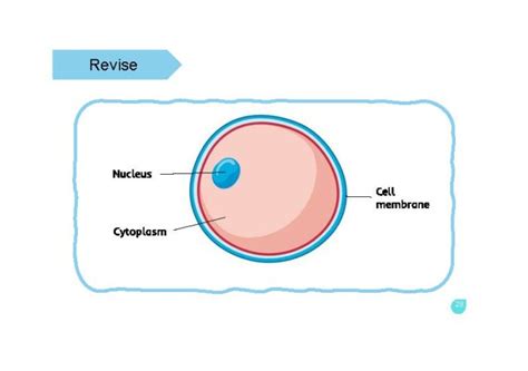 cell system cpd singapore education services pte