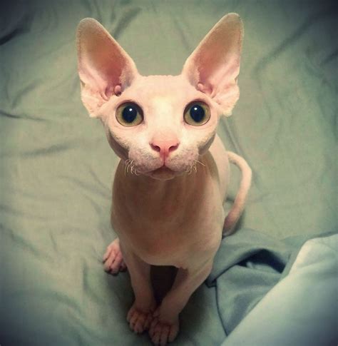 Top 94 Wallpaper Pictures Of Cornish Rex Cats Excellent