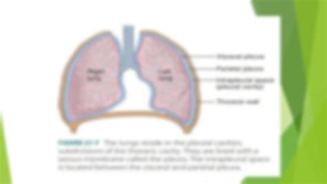 SOLUTION Lecture 6 Pleura And Pleural Cavity Studypool