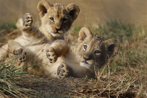 Naissance de lionceaux au Zoo de La Boissière du Doré Nature et Zoo