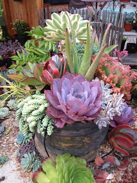 Everything Plants And Flowers Succulent Gardening California Style