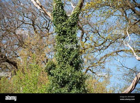 Dead Tree Covered In Ivy Queens Wood Highgate London Uk Stock