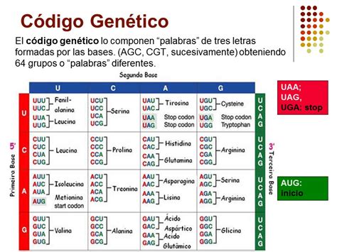 Biología grado noveno DIAPOSITIVAS CÓDIGO GENÉTICO Y SÍNTESIS DE PROTEINAS