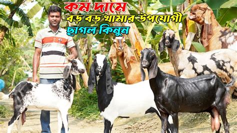 কম দামে বড় বড় খামার উপযোগী ছাগল কিনুন । Youtube