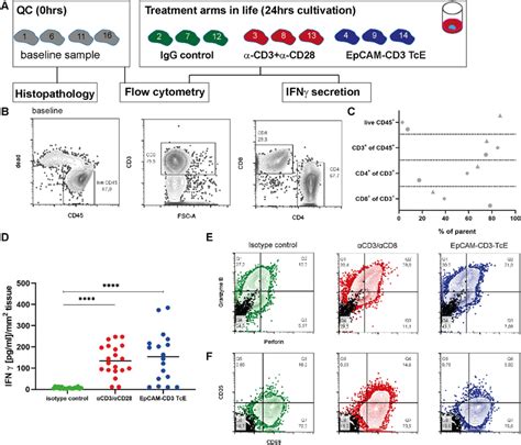 T Cells Are Functional And Can Be Stimulated In Hnsccs Ex Vivo A