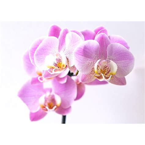 How To Water An Orchid Plant | FLOWER BAR