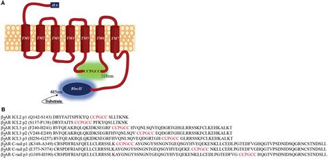 Frontiers Distinct Conformational Dynamics Of Three G Protein Coupled Receptors Measured Using