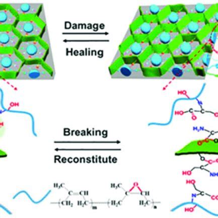 The Mechanism Of The Hydrogel S Self Healing Properties And Design Of