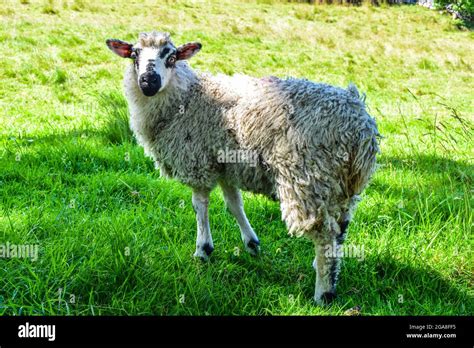 Sheepie The Sheep Hi Res Stock Photography And Images Alamy