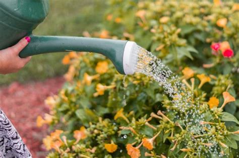 Cu L Es La Mejor Hora Del D A Para Regar Las Plantas Los Mejores