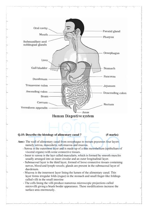 Important Questions For Class 11 Biology Chapter 16 Digestion And