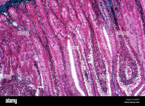 Duodenum Cross Section Stock Photo Alamy