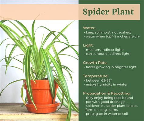 Spider Plant Artofit