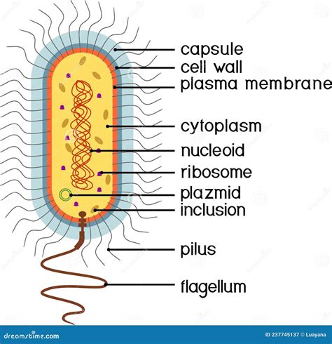 Prokaryotic Cell Diagrams