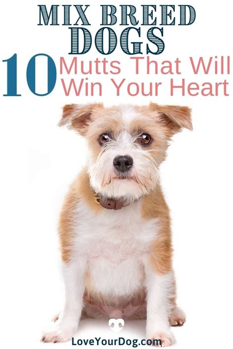 10 Different Mixed Breed Dogs These Mutts Will Win Your Heart Artofit