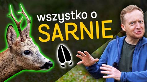 Sarny Ich G Osy Poro A Tropy Odchody Zwyczaje Czyli Wszystko O